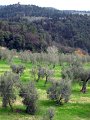 Fiesole - Villa di Maiano-16